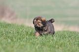 DOGUE DU TIBET 288